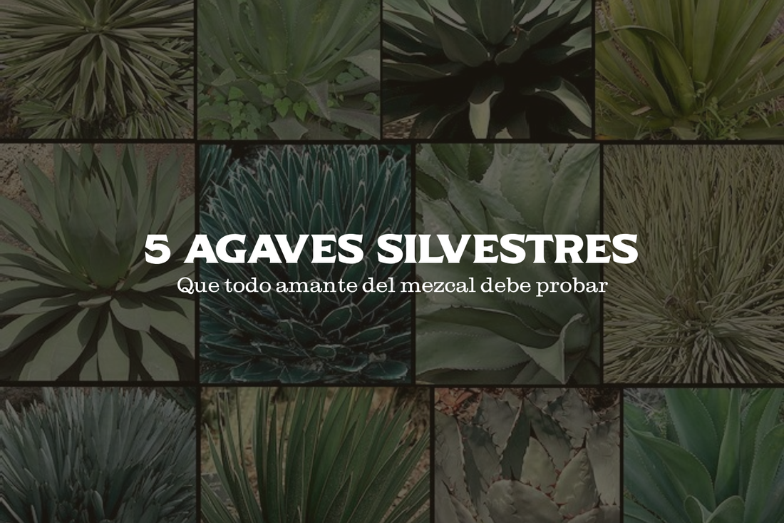 Más Allá del Espadín: 5 Agaves Silvestres que Debes Probar Antes de Morir