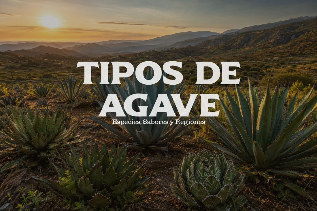 Tipos de Agave para Mezcal: Guía de Especies, Sabores y Regiones