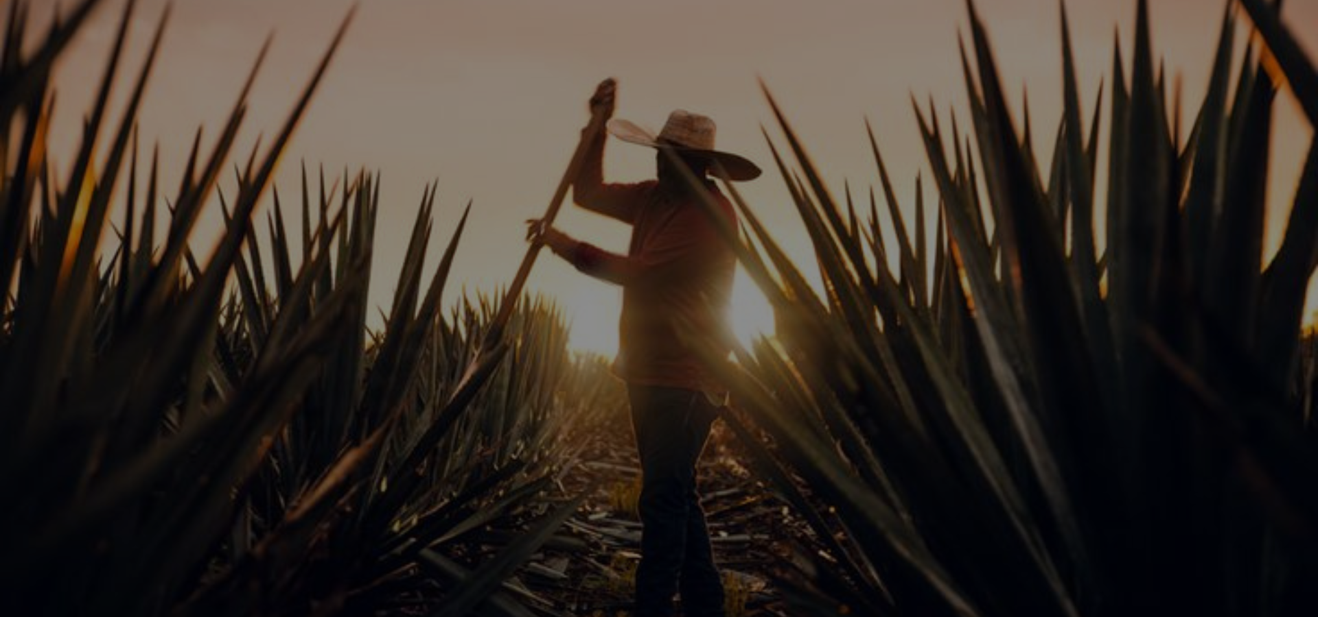 Mezcales de Oaxaca